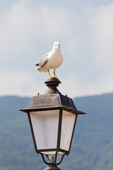 seagull with menacing look