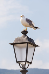seagull on lamppost