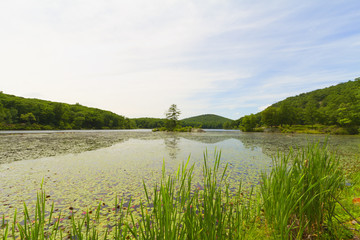 Sunset on the forest lake.
