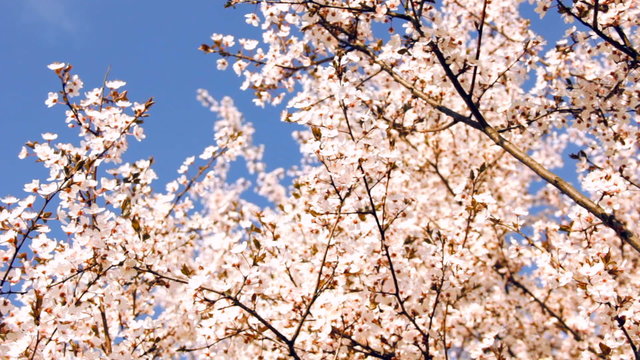 Big cherry tree blossom under big blue sky