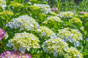 あじさい　Hydrangea