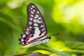 Common Jay butterfly