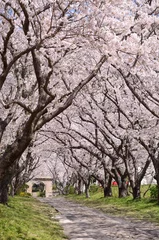 Cercles muraux Fleur de cerisier 桜のアーチ