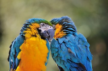 ルリコンゴウインコ