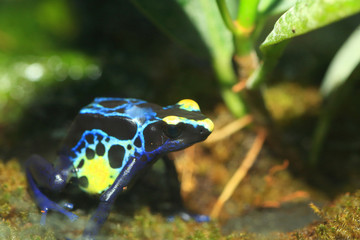 Dyeing poison dart frog (Dendrobates tinctorius)