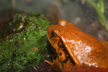 False tomato frog (Dyscophus guineti)