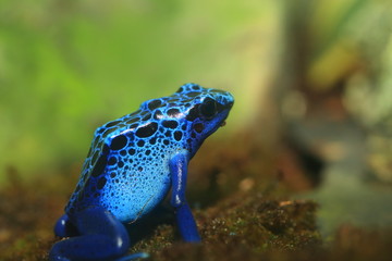 Blue Poison Dart Frog (Dendrobates azureus) in Republiek Suriname