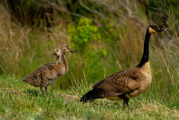 Canada geese are walking on the road
