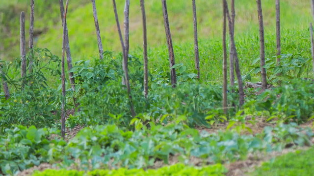 Magpie hiding behind garden vegetables