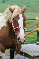 Obraz premium 馬のポートレート