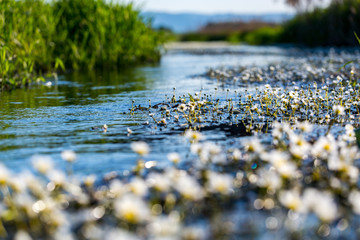 Flowers of the underwater plant