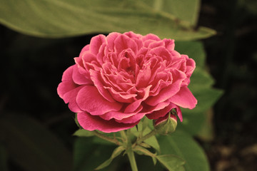pink rose  blooming