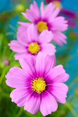 Obraz premium コスモス