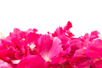 red carnation flower petals background