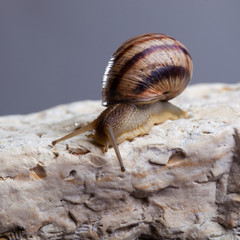 snail crawling stone
