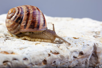 snail crawling stone