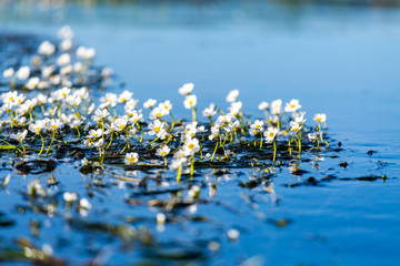 Flowers of the underwater plant