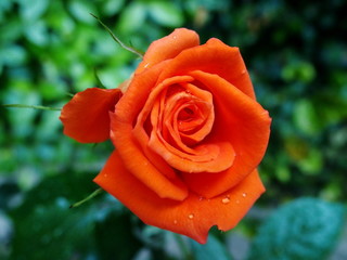 オレンジ色のバラ