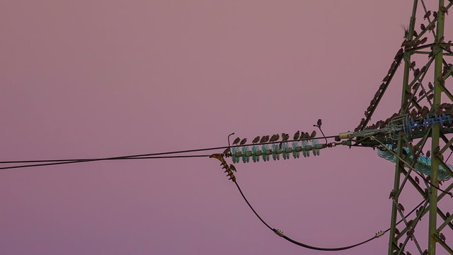 Close up on birds sitting on electrical tower wire