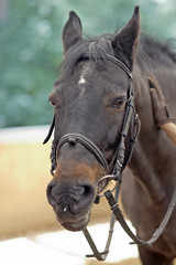 Fototapeta premium Horse head with master hand