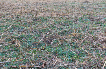 Texture of dry straw on the floor