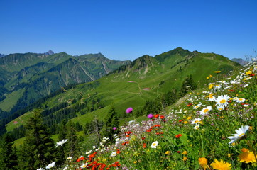 Blumenwiese und Berge in den Alpen, Österreich