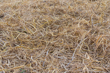 Texture of dry straw on the floor