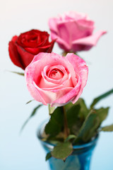 薔薇の花