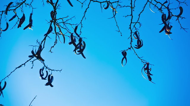 Dried carobs hanging from tree close up