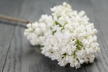 white lilac flower on old oak table