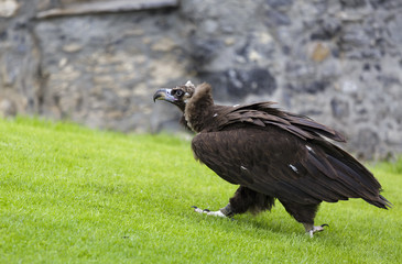 Eagle walking