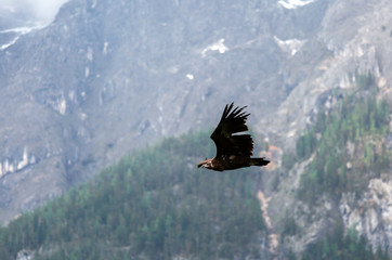 The eagle soars