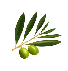 Olive tree branch on white background. Vector illustration