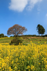 馬場の一本桜＠佐賀県武雄市