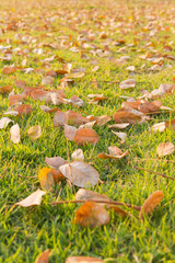 Autumn leaves fallen on green grass field