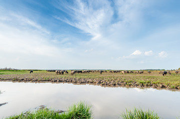 Thai buffalo