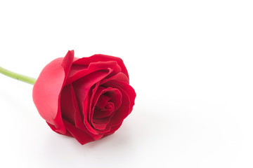 red rose isolated on white background