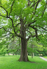 Fototapeta na wymiar Big beautiful oak