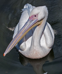 Great White Pelican (Pelecanus onocrotalus). Bioparc, Valencia, Spain