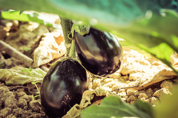 Verdure coltivate nell'orto