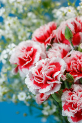 カーネーション