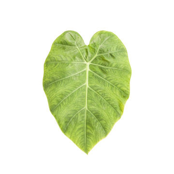 leaf. Isolated over white ,with clipping path