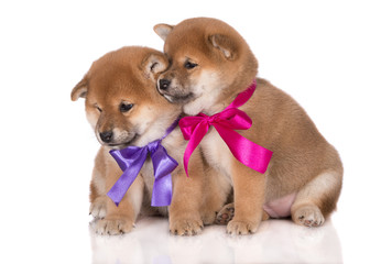 Obraz premium two adorable shiba inu puppies with ribbons