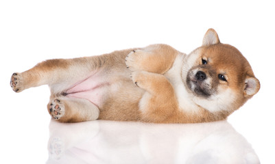funny shiba inu puppy lying down on a side