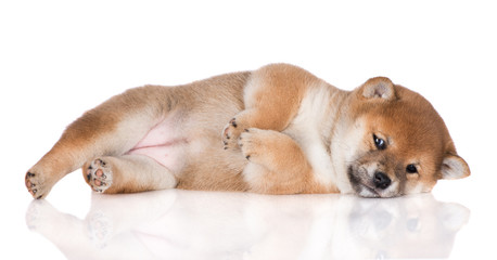 red shiba inu puppy lying down on white