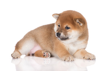 red shiba inu puppy lying down on white