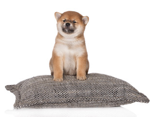 red shiba inu puppy sitting on a pillow