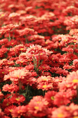 red chrysanthemum flowers background