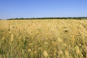 Field of wheat