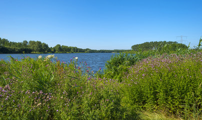 Fototapeta na wymiar Wild flowers along the shore of a lake in summer